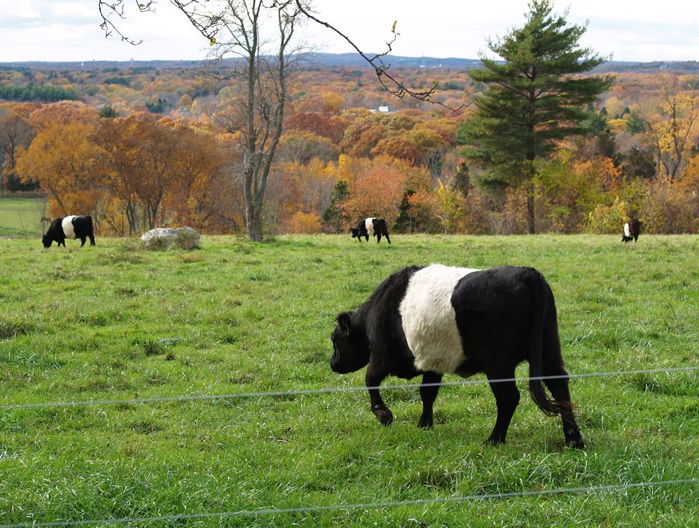 Belted Galloway cows in the pasture 13